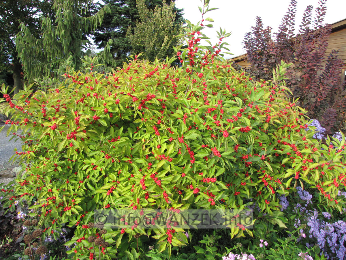 Ilex verticillata (female) Weiblich 01 Beeren+gelbe Blaetter.JPG